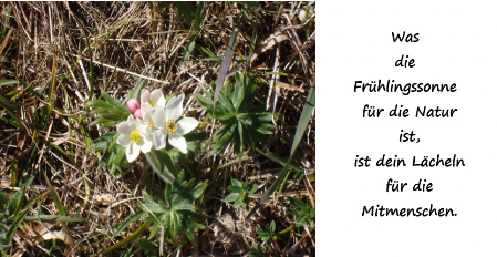 Frühlingssonne