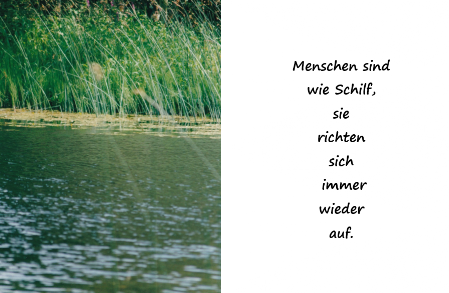 Schilf