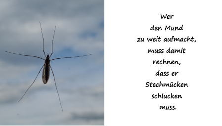 Stechmücken